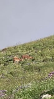 Стадо горных козлов на склонах горы Хуступ в Лорийской области