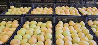 Армянские абрикосы выходят на рынок Польши: старт экспорта