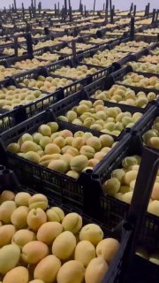 Армянские абрикосы впервые поступят в европейские розничные сети через Польшу