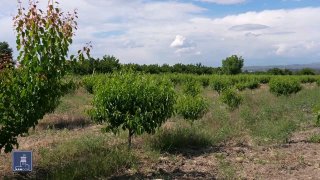 Программа нулевых кредитов для фермеров Лори: число бенефициаров достигло 11 тысяч